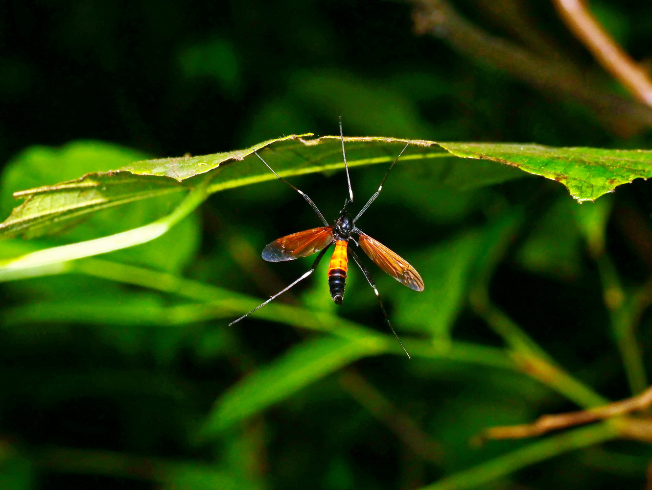 櫛大蚊屬Pselliophora  sp.