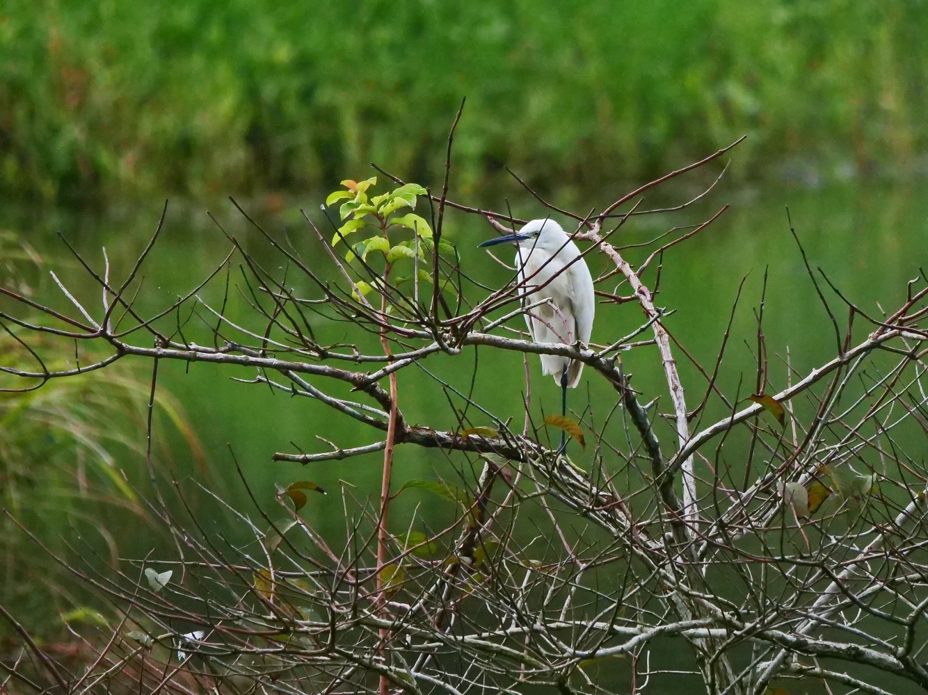 小白鷺獨立枝頭