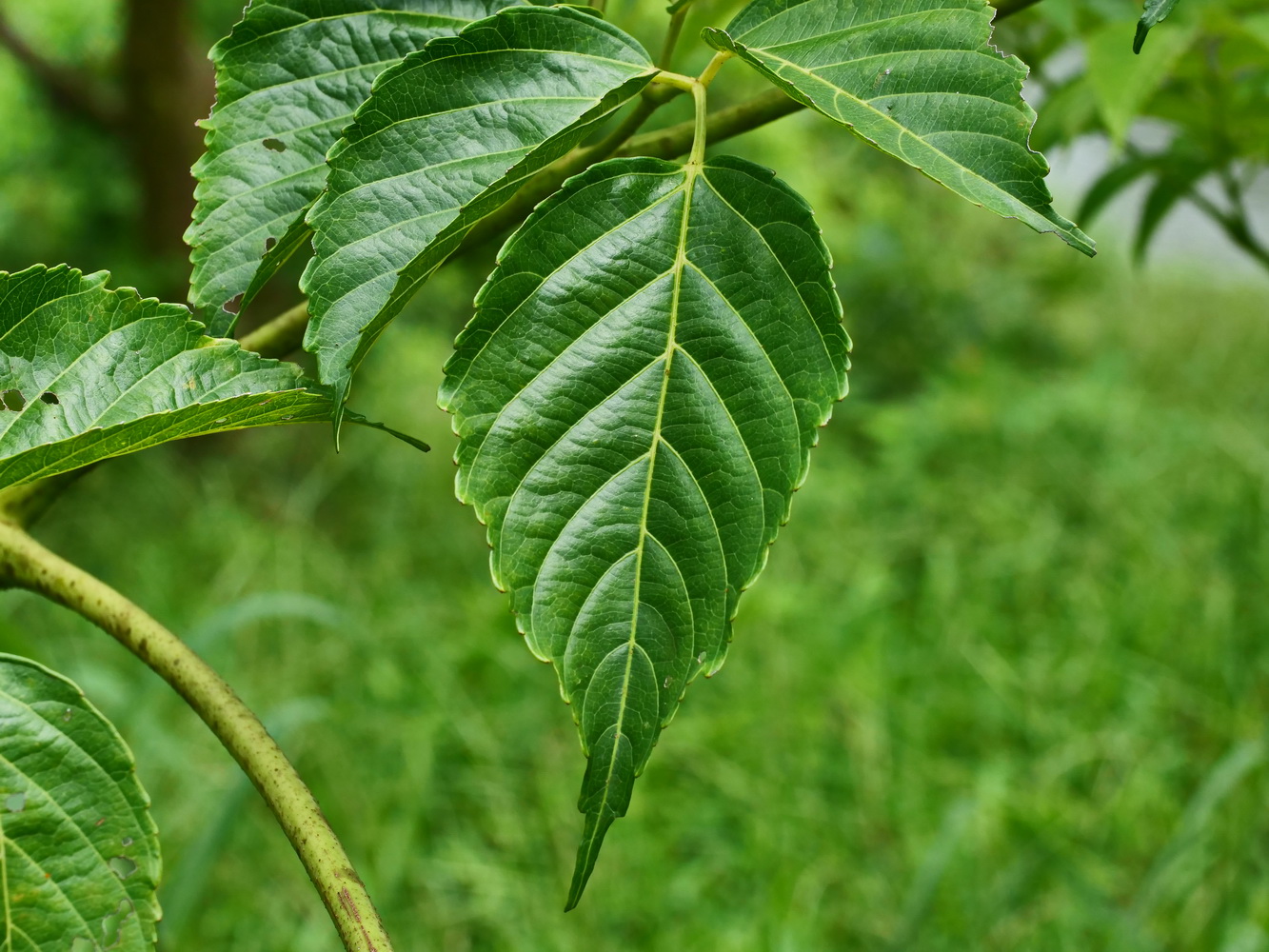火筒樹的小葉葉脈凹陷,利於排水