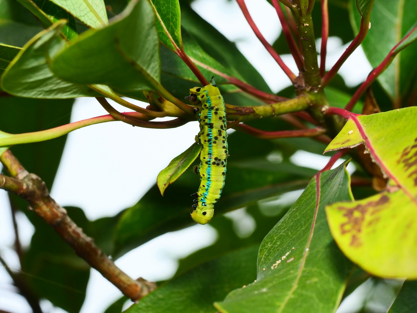 虎皮楠長喙天蛾幼蟲(被寄生)