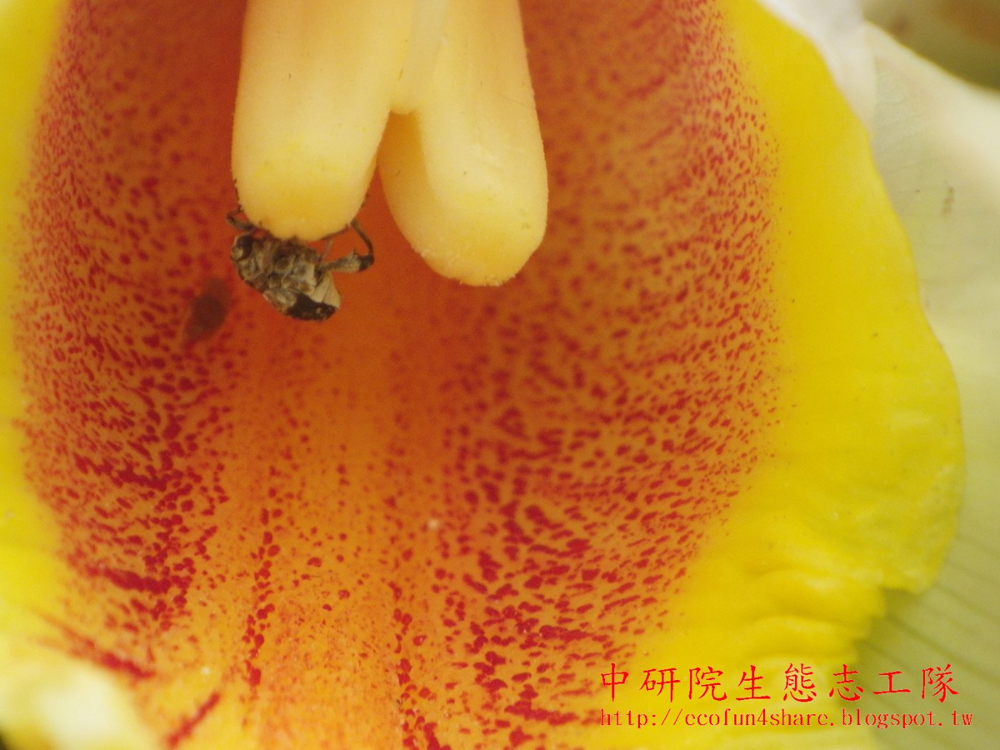 烏來月桃花-以唇瓣最大，色彩最鮮豔，底色深黃並具鮮紅色條紋