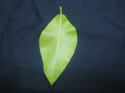 水社柳葉背偏綠色  陳宗憲攝