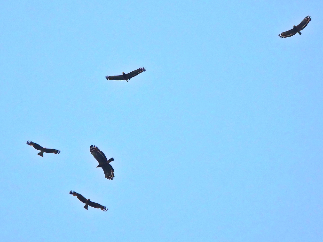 兩隻黑鳶和大冠鷲同飛