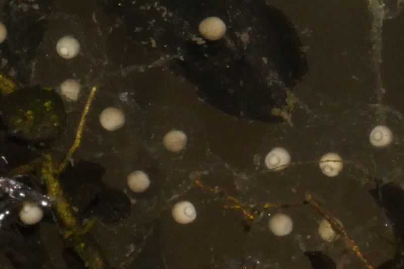 小雨蛙的原腸期胚