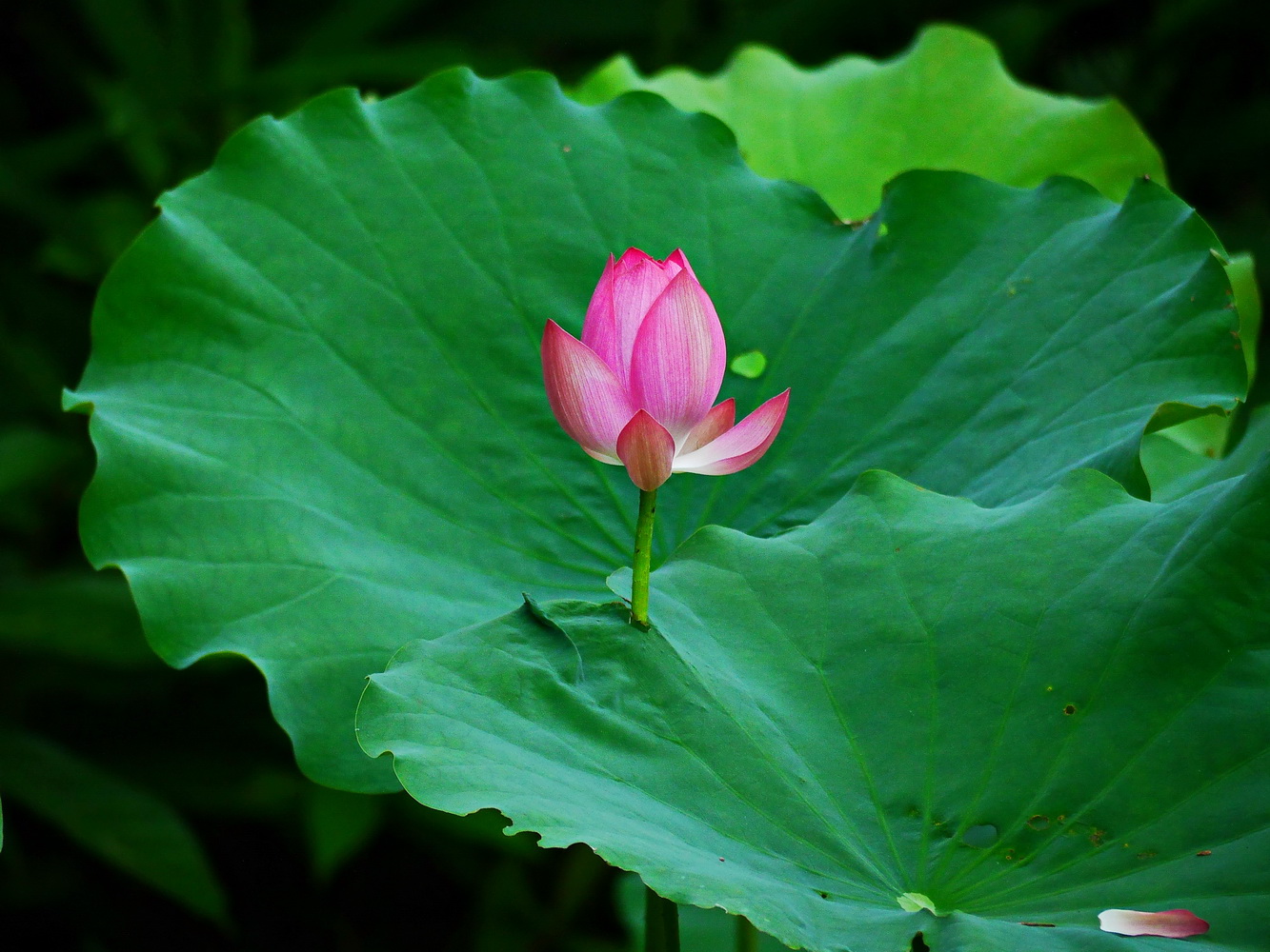 蓮(荷花)
