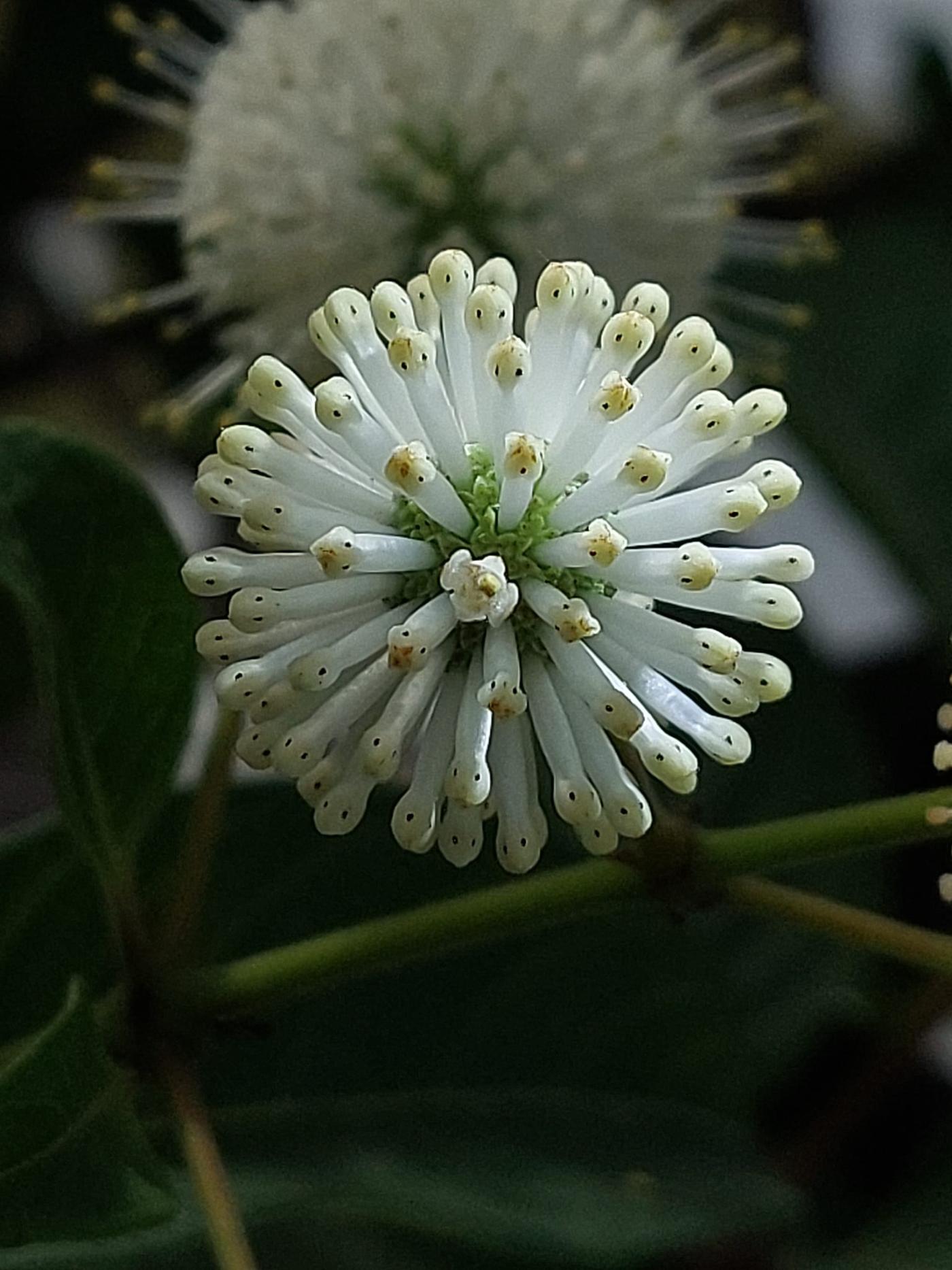 楓香樹花~花萼筒狀，花冠漏斗狀，裂成4瓣。