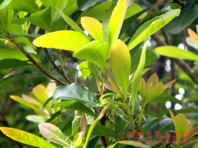 楊梅-嫩嫩的新葉，顏色賞心悅目