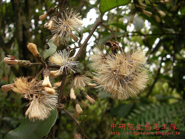 過山龍瘦果具冠毛