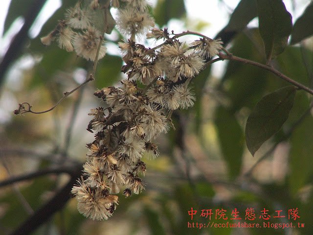 過山龍最常見的模樣-花謝果成