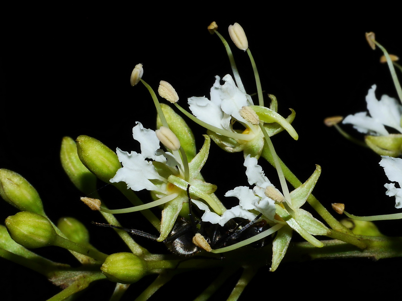 菊花木的花瓣邊緣皺褶,雄蕊遠伸於花冠外