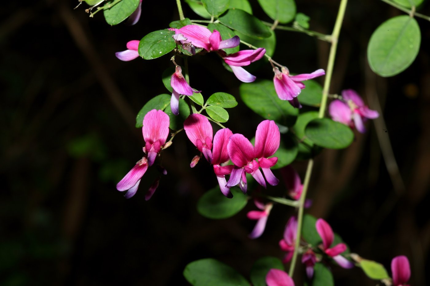 蝶形花，兩體雄蕊9+1，蜜標紅色