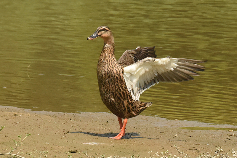 綠頭鴨雌鳥