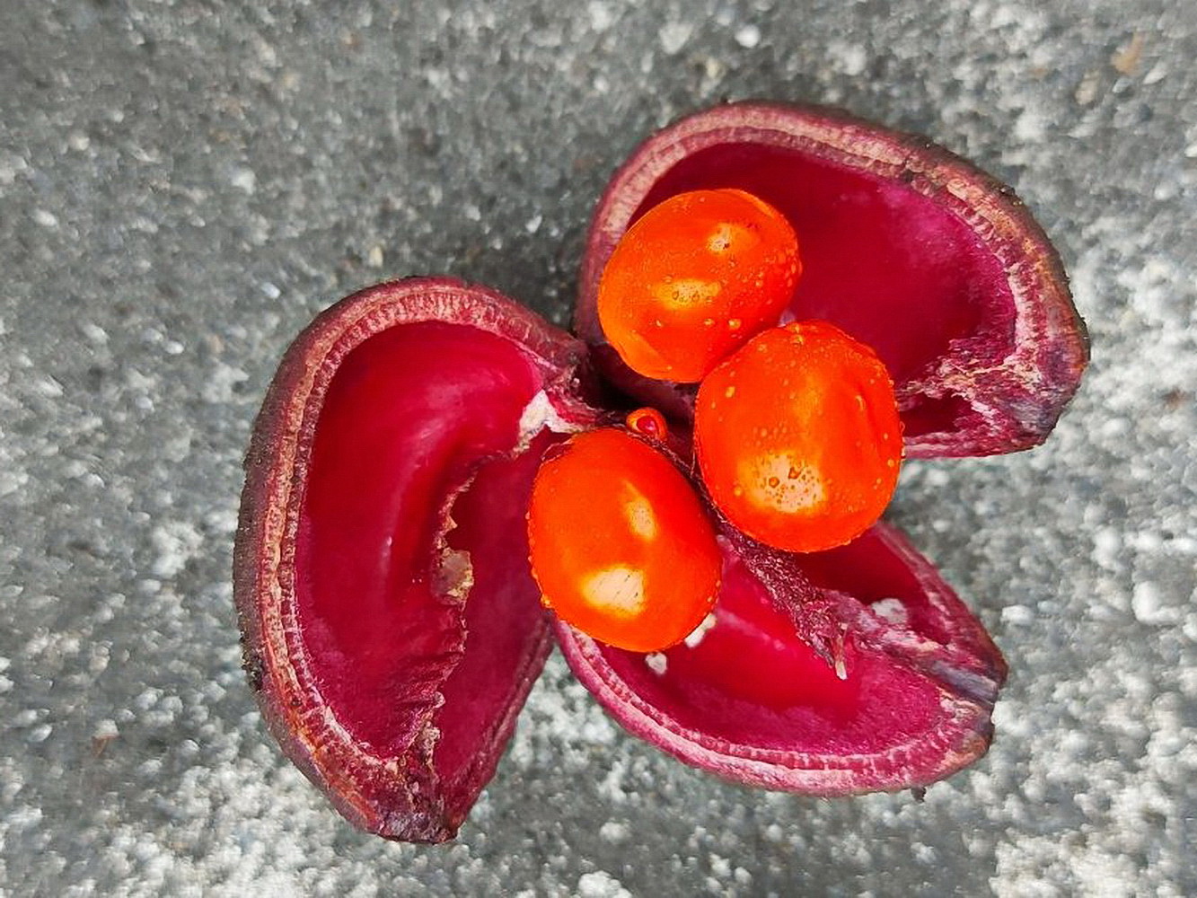 鐘萼木(果)