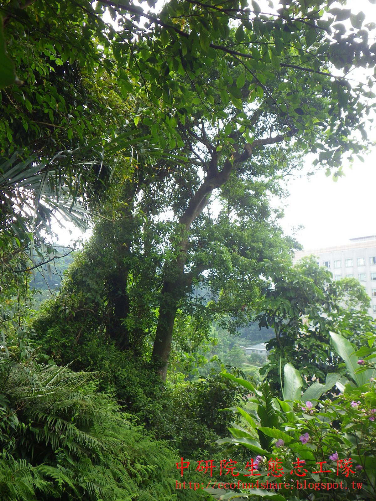 香楠葉植株