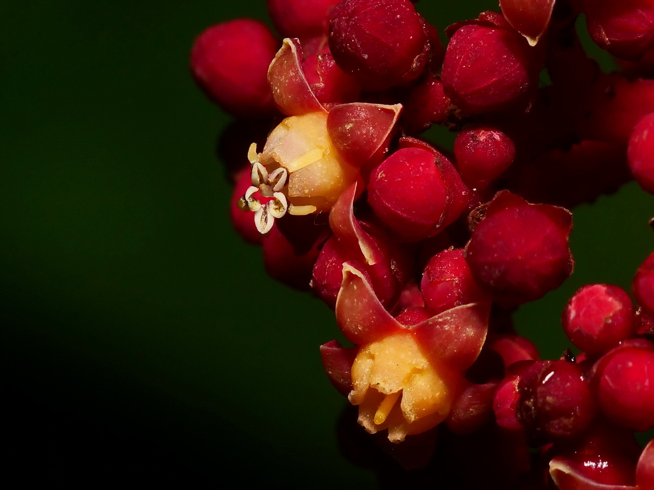 雄熟期將結束,花藥被推離花冠,花絲開時斷裂(上)