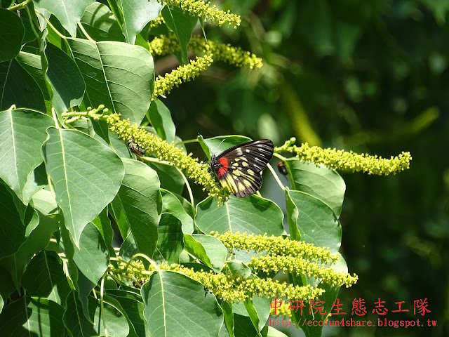 艷粉蝶/紅肩粉蝶吸食烏桕