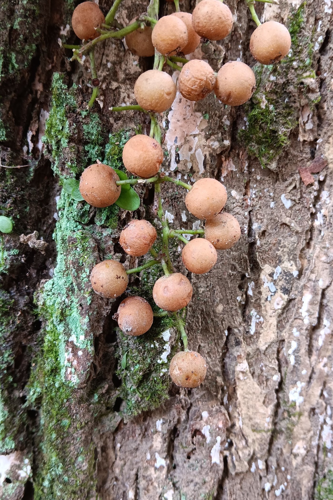 茄苳核果-圓形，熟時褐色