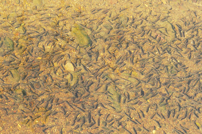 院區四分溪內的溪哥仔幼魚。幼魚為雜食性