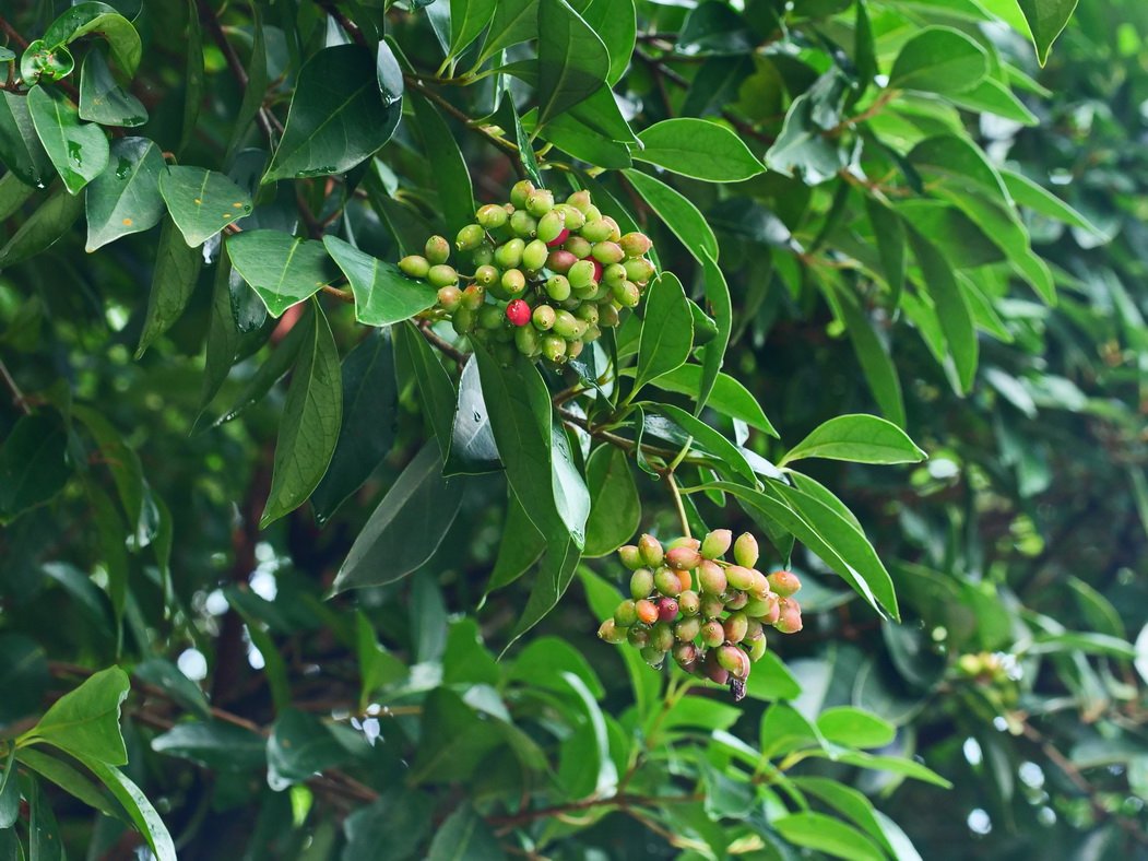 珊瑚樹果實