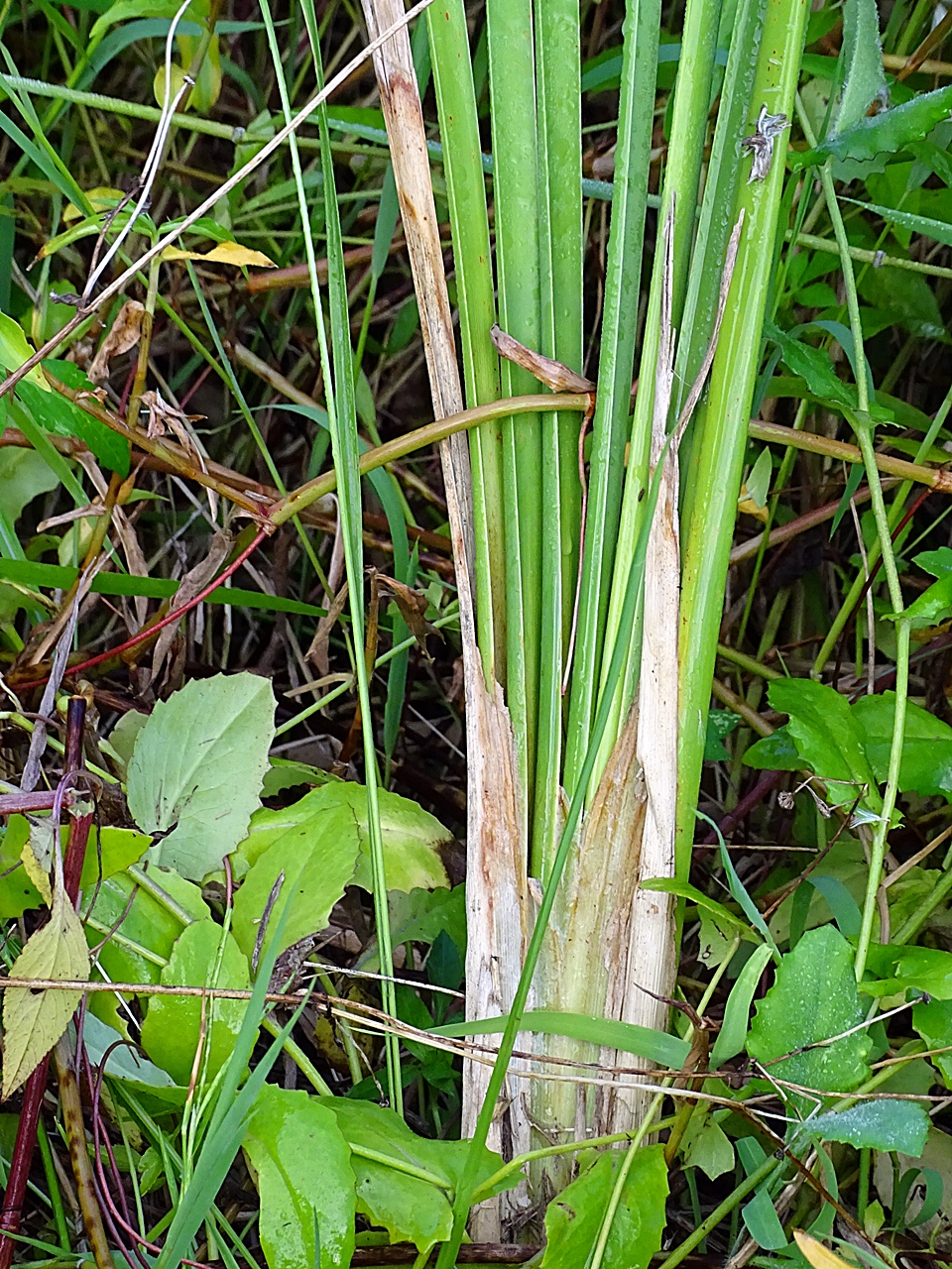 香蒲的基部葉鞘緊緊包裹著莖，形成鞘狀結構，藉以支撐植物。