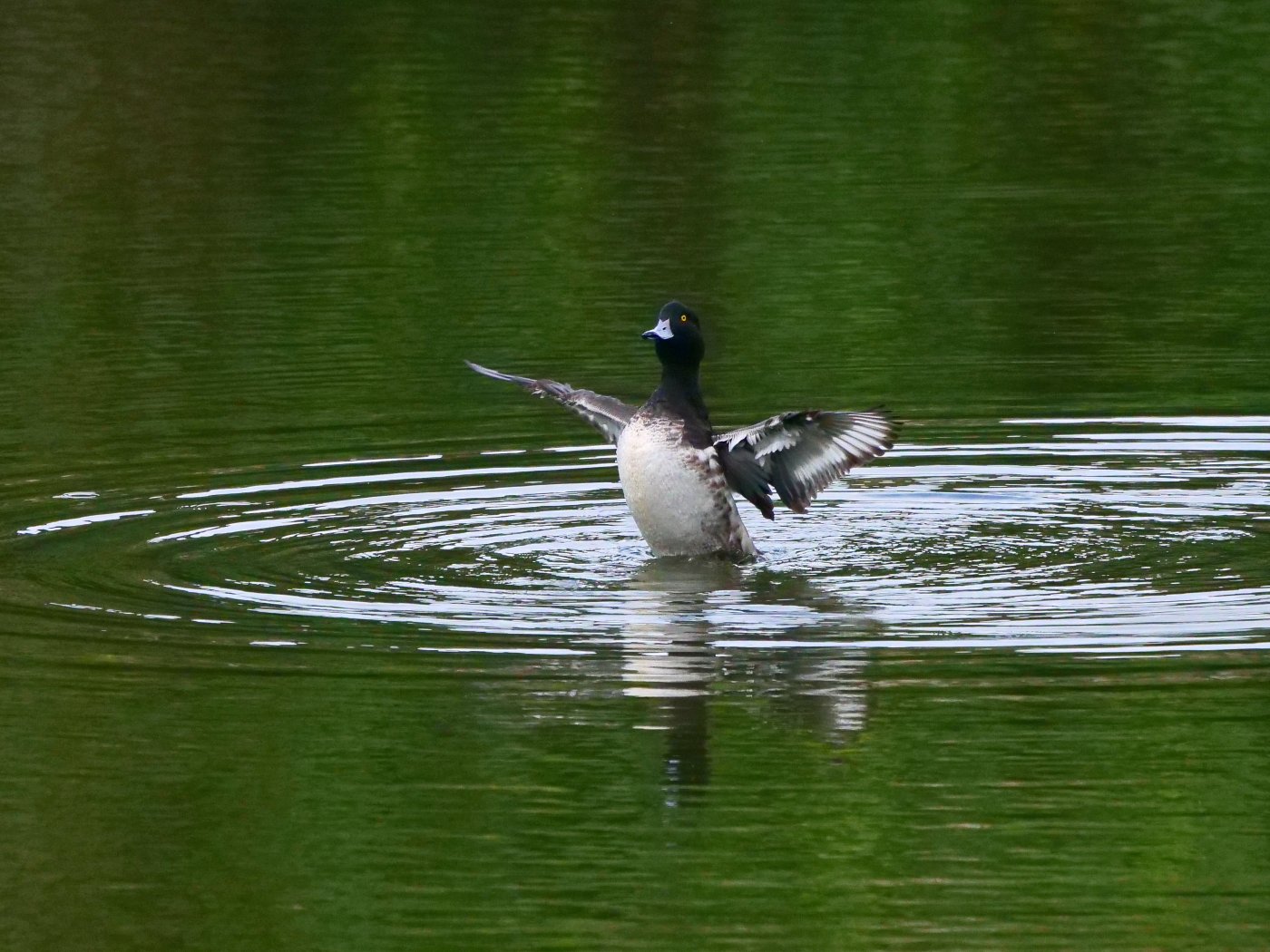 鳳頭潛鴨飽食福壽螺後開心展翅