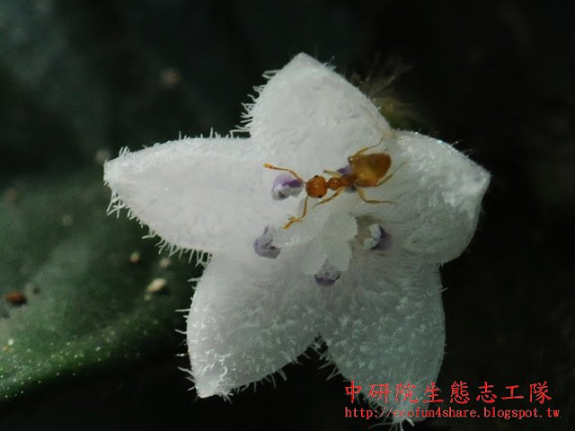 圓葉雞屎樹花冠白色，小花密被白毛，花冠近漏斗形五裂