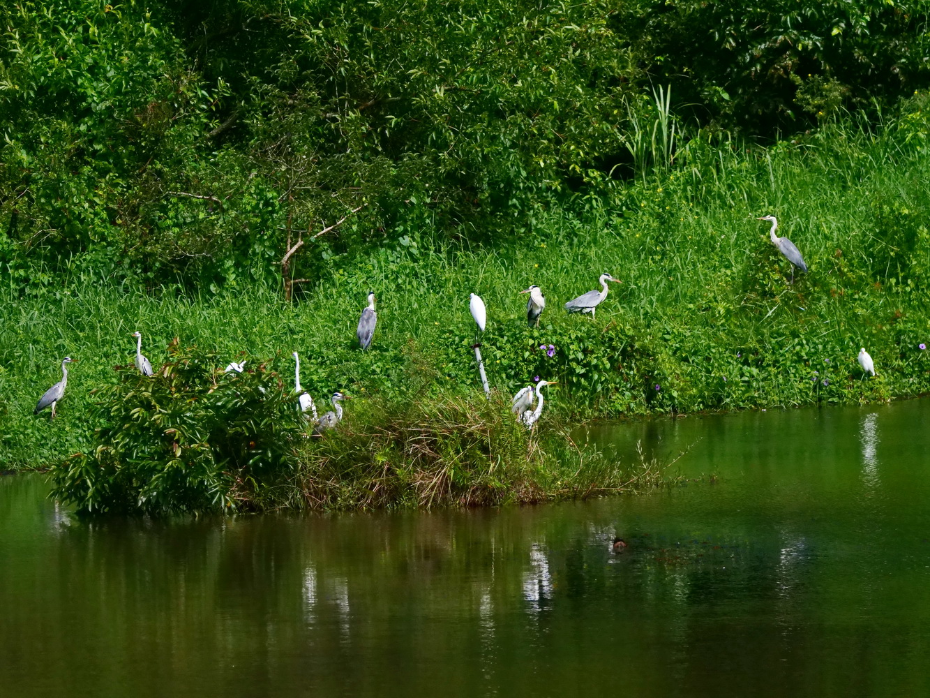 遠處山腳下的蒼鷺和大白鷺成群聚集