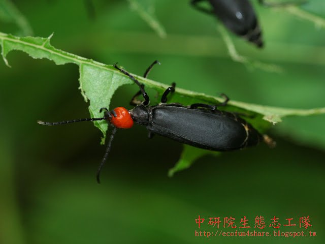 豆芫青也喜歡吃大青葉