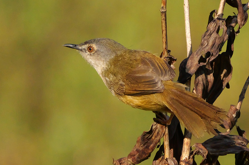 灰頭鷦鶯母鳥(眉線長)