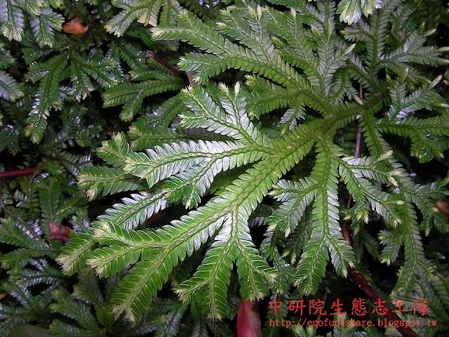 生根卷柏植株匍匐生長-主軸多回分枝_戲稱YKK拉鍊