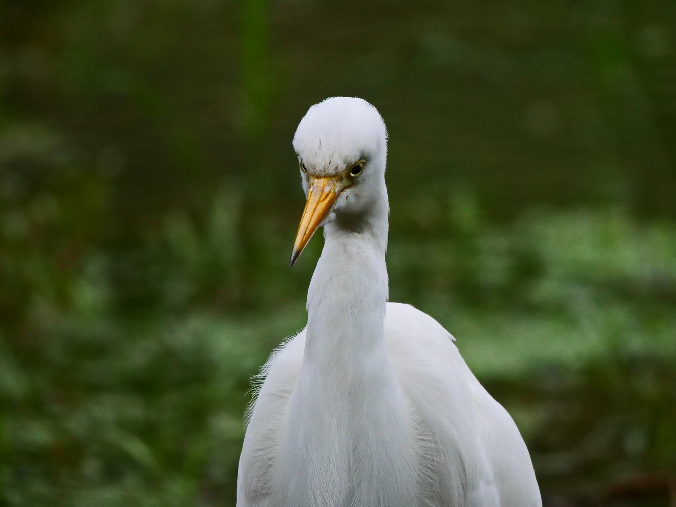 小白鷺怒目警戒