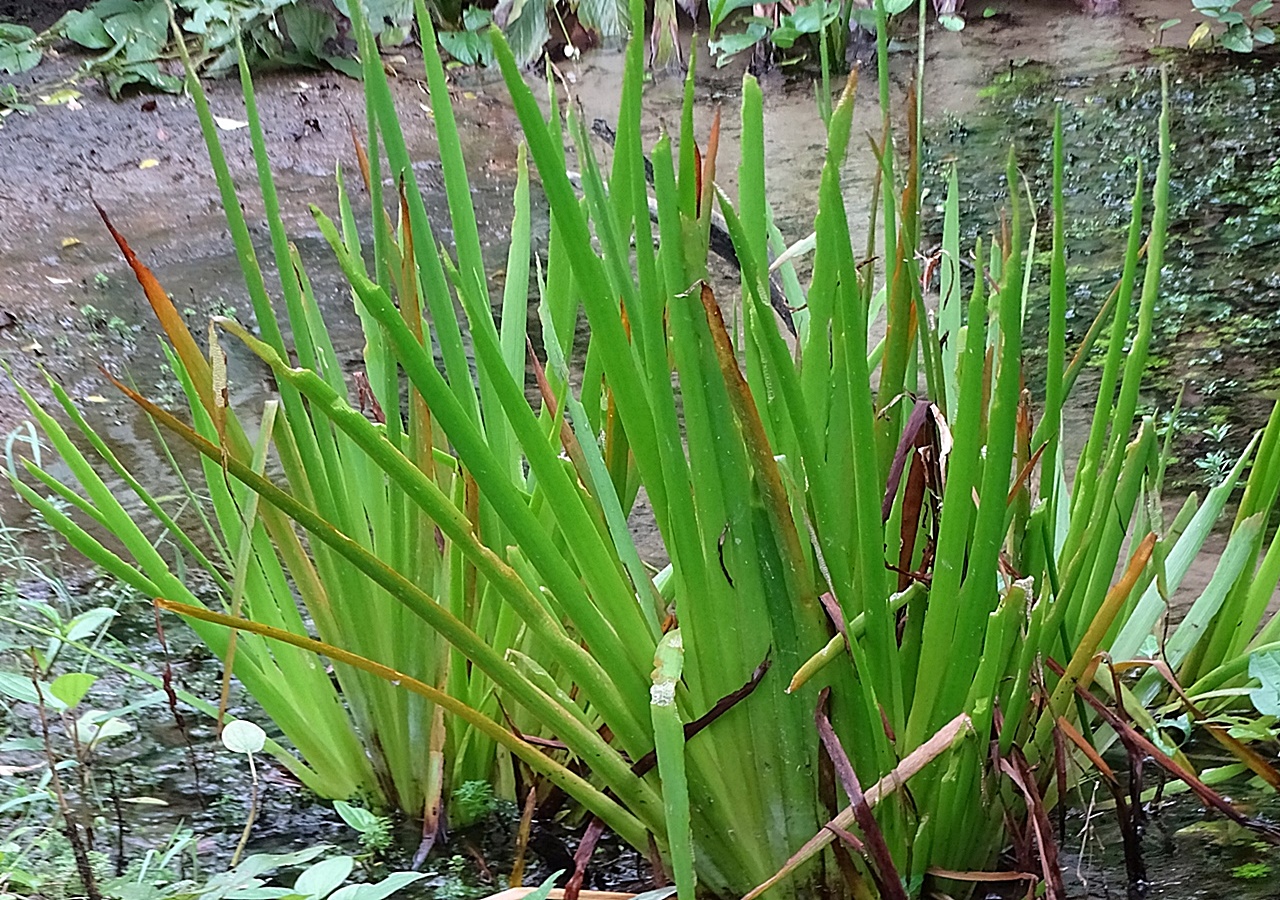 田蔥多年生嗜水植物，多見於池塘、濕地。