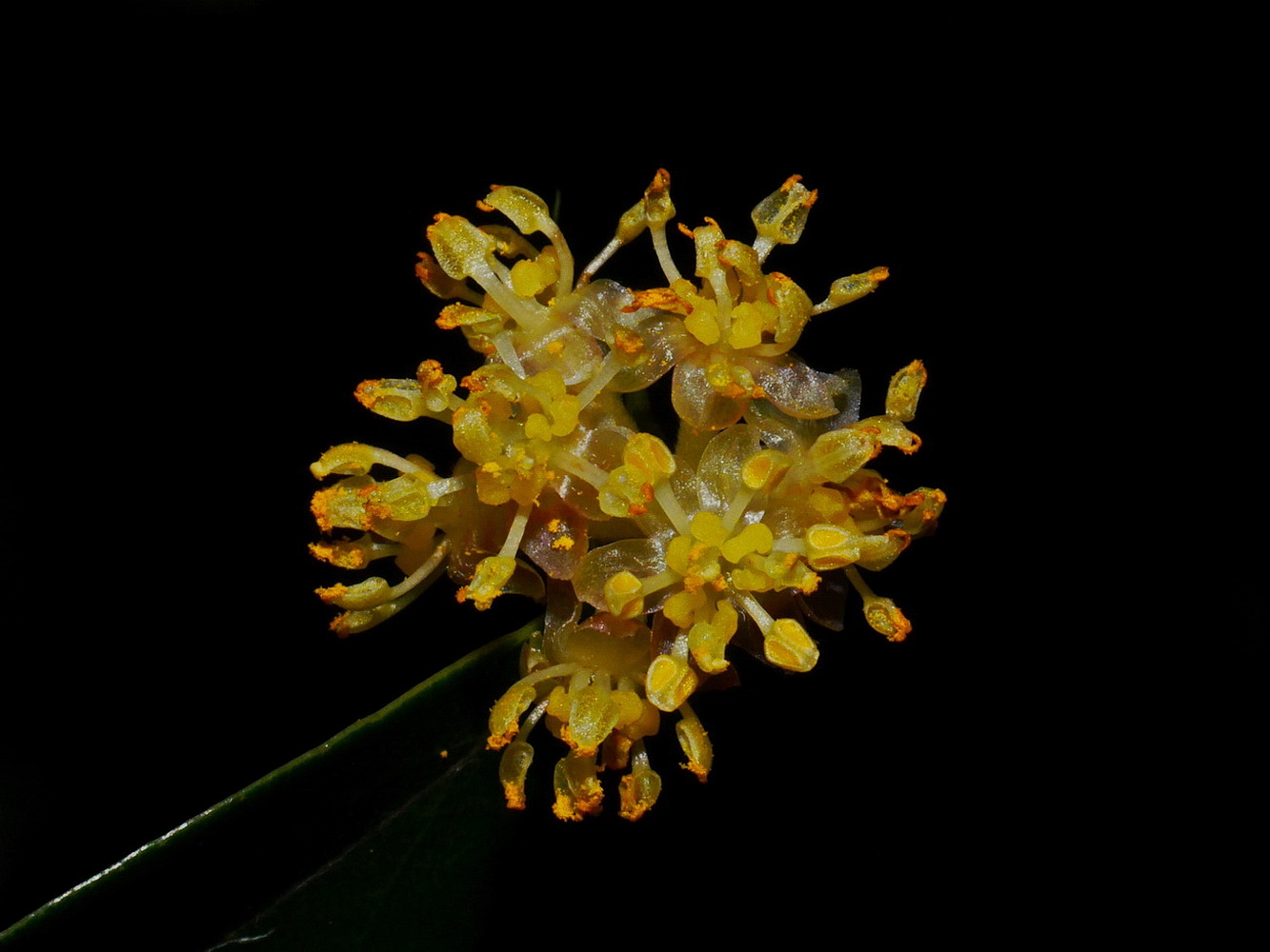 內苳子雄花,雌蕊退化