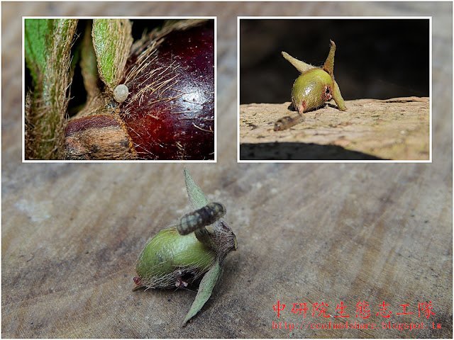 玳灰蝶/恆春小灰蝶產在軟毛柿果實上的卵和幼蟲