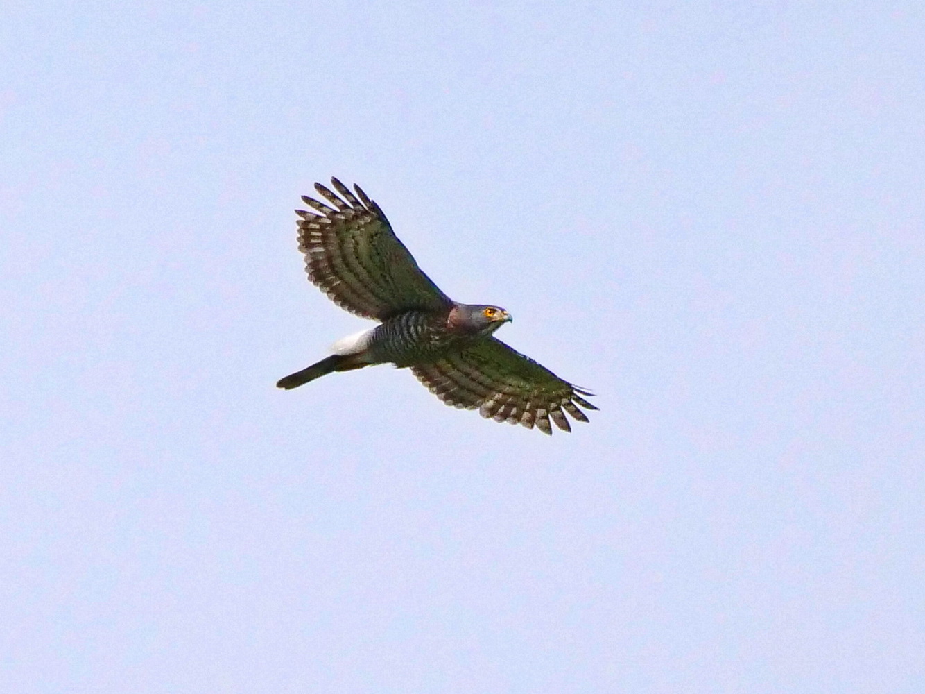 鳳頭蒼鷹