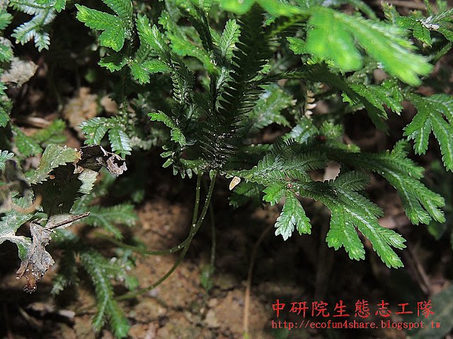 生根卷柏-葉下表面的枝軸分枝處常著生根支體(不定根)-支撐匍匐狀的莖葉