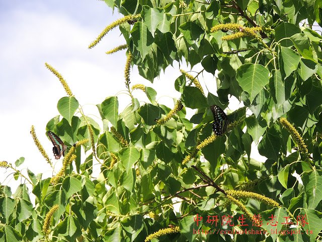 青鳳蝶/青帶鳳蝶、木蘭青鳳蝶/青斑鳳蝶吸食烏桕