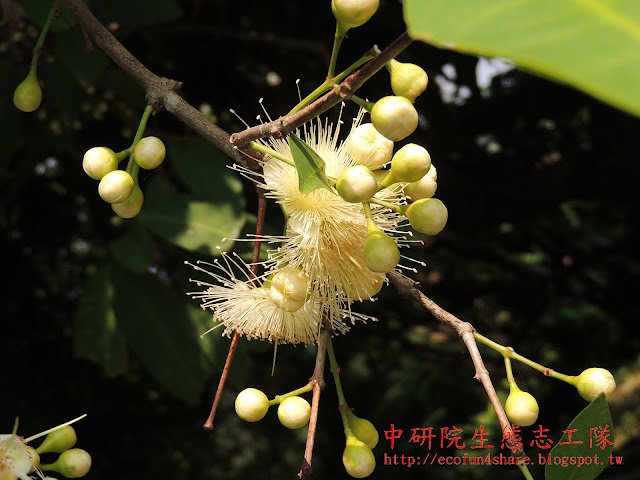 蓮霧花苞、開花-雄蕊多數，花柱細長，整朵花像個粉撲