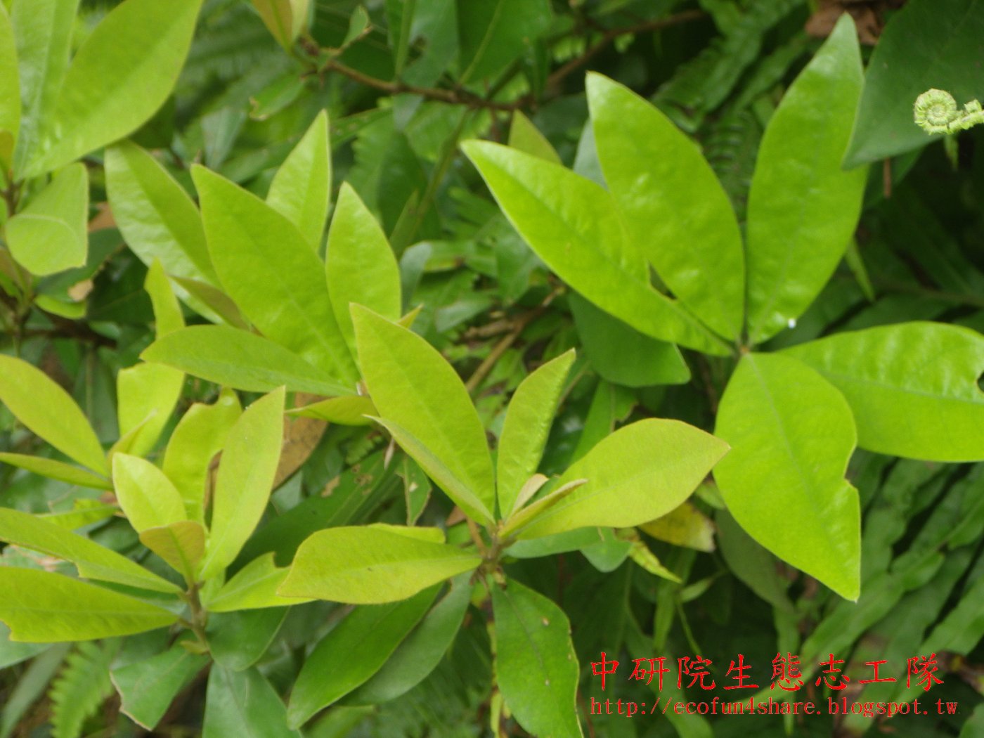 小梗木薑子葉互生，倒卵形，先端鈍，基部銳形