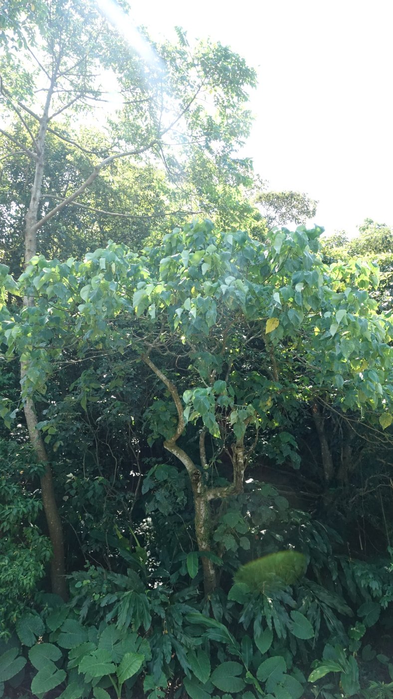 血桐植株