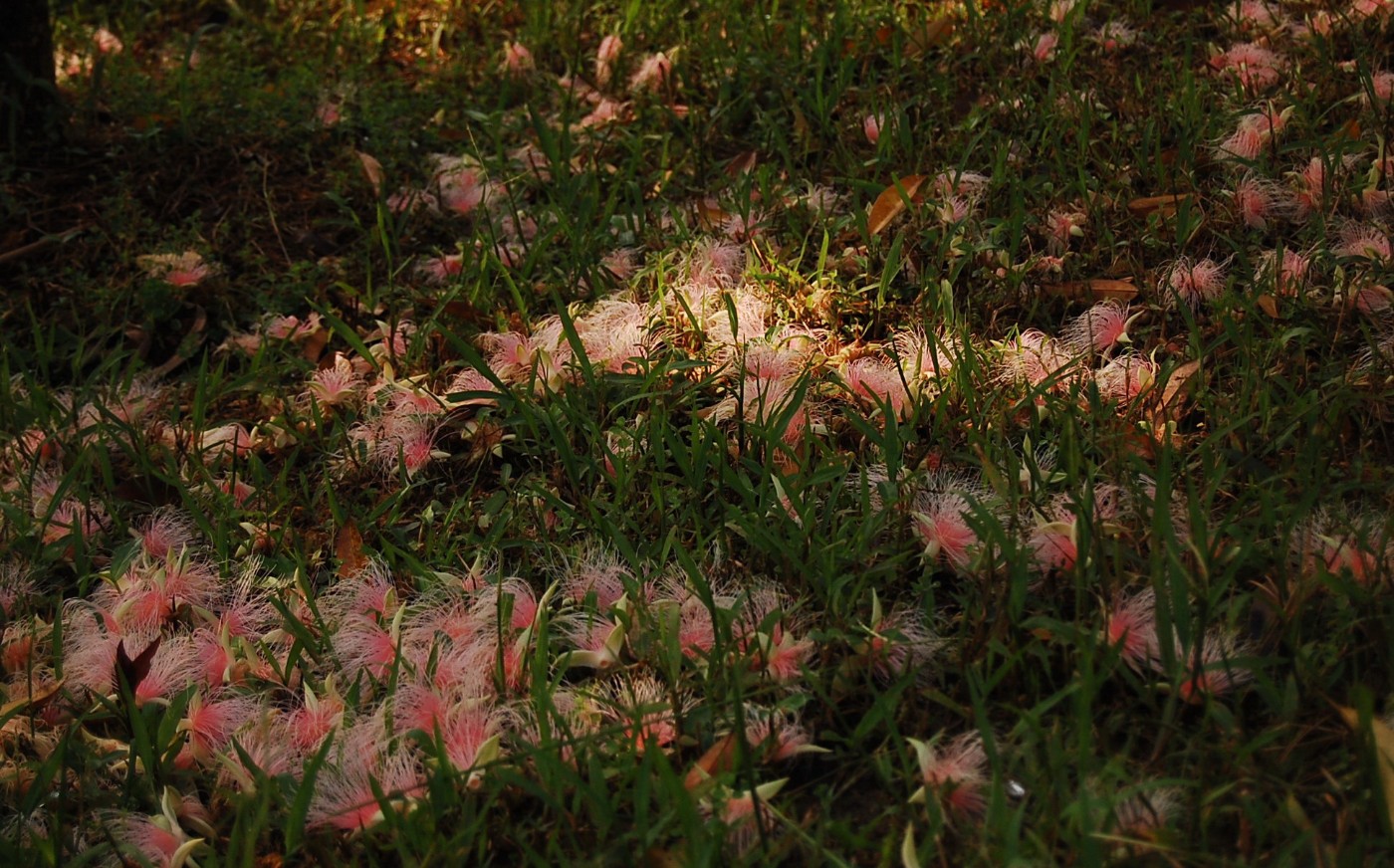 花開一夜後遍地落花(陳慧君攝)