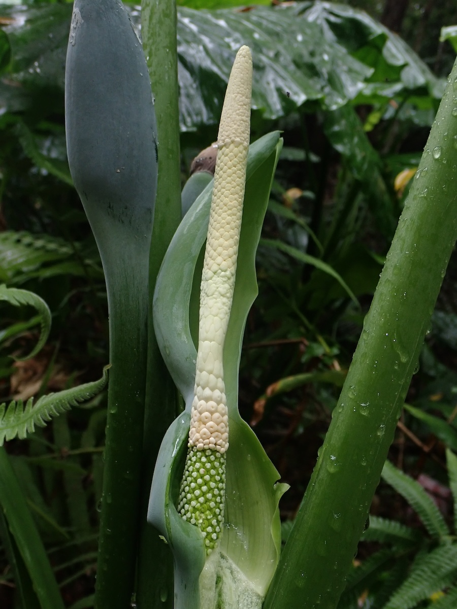 姑婆芋花序