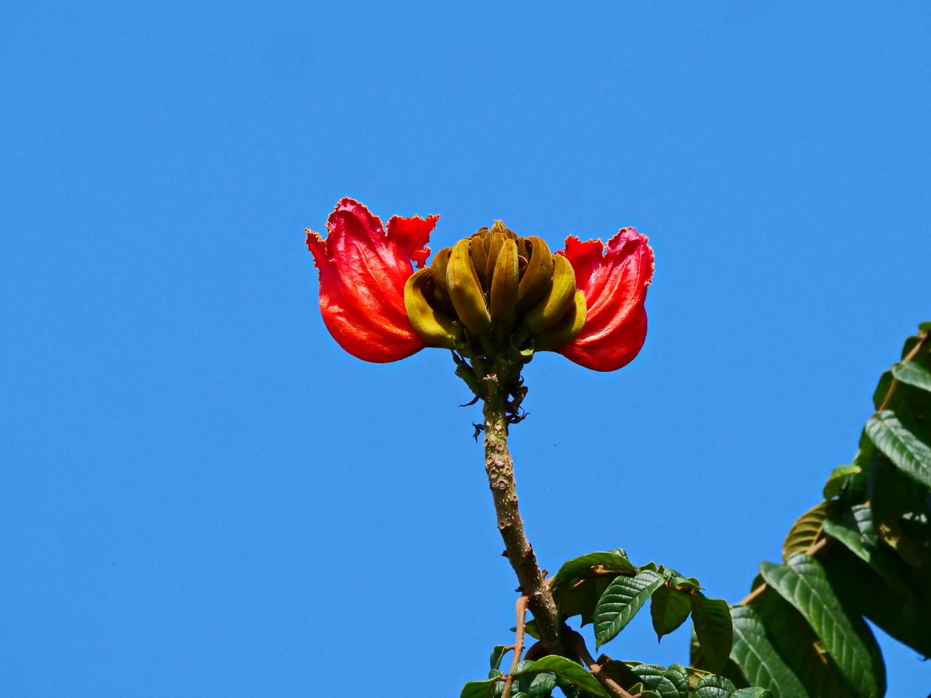 火焰木的紅花鮮豔奪目