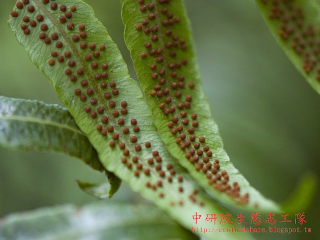 鬼桫欏的孢子囊群圓形，長在脈上，沒有孢膜