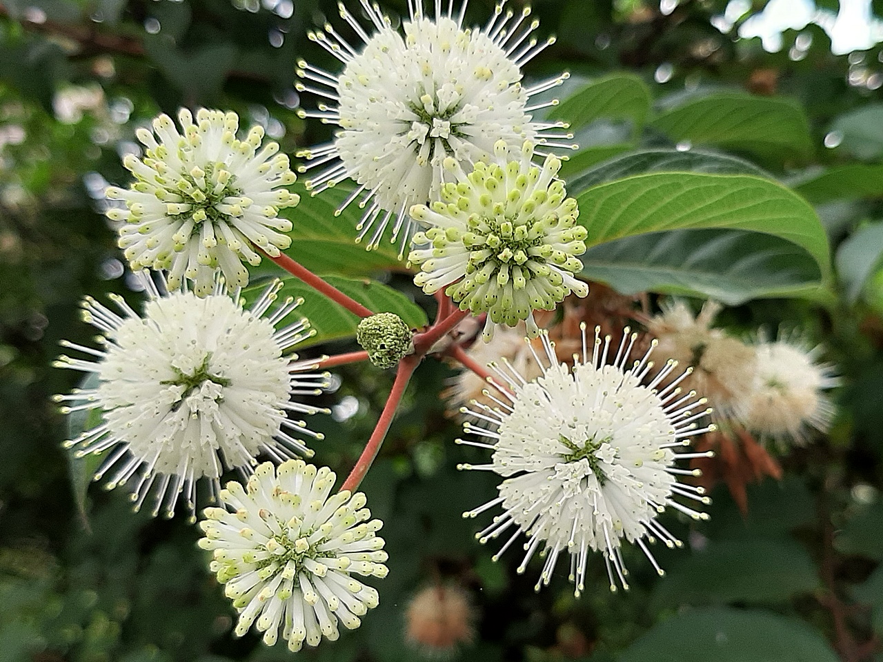 各階段的頭狀花序，您看得出哪一個頭狀花序最早開？