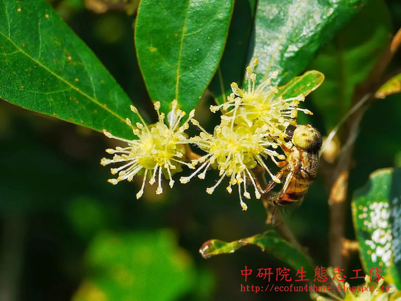 小梗木薑子雌雄異株，單性花，雄花