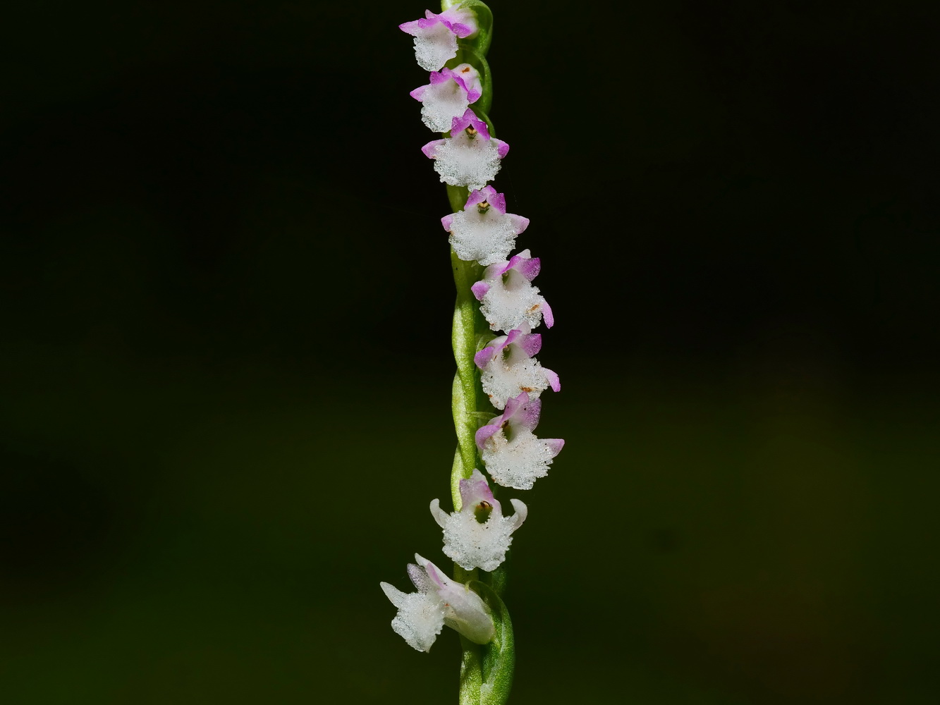 綬草花序