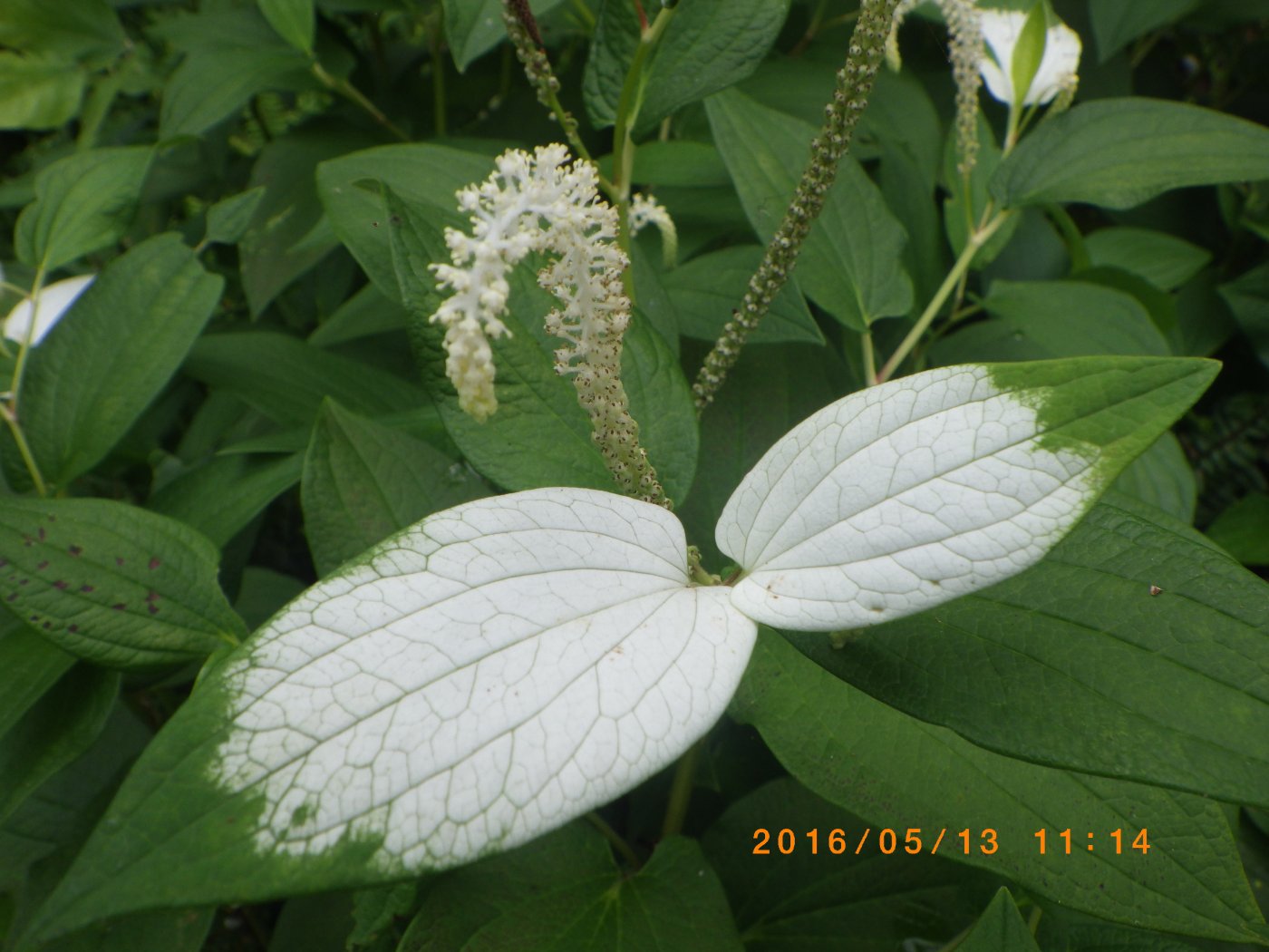 生態池_三白草