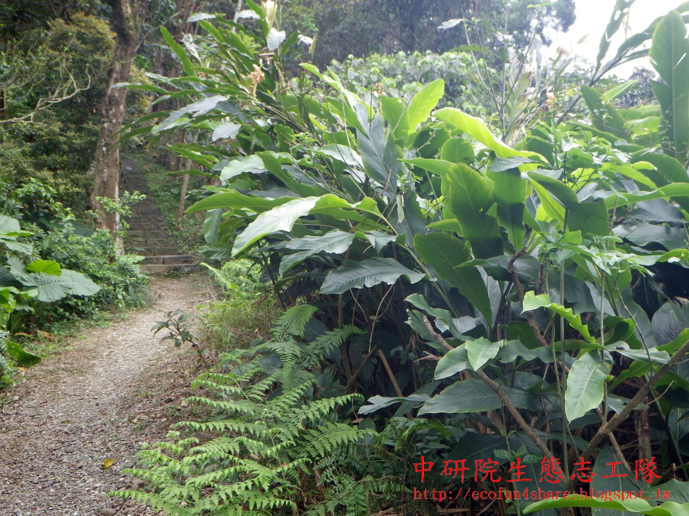 烏來月桃植株，高超過 2.5 公尺。具葉柄，葉片長橢圓形，葉緣被毛且呈波浪狀