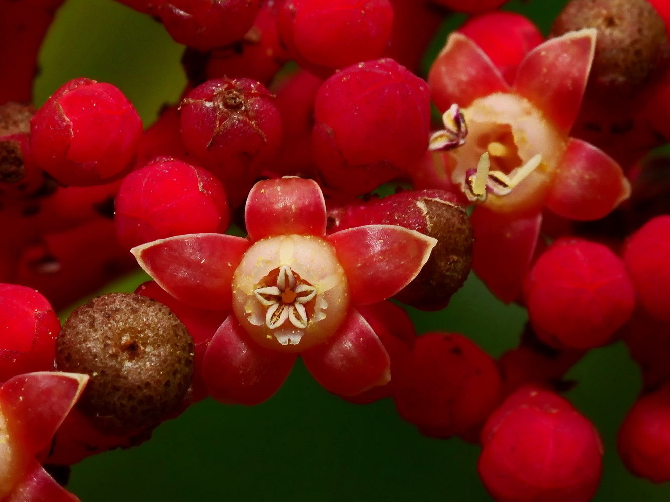 雄熟期(左),&nbsp;雄熟期剛結束(右)